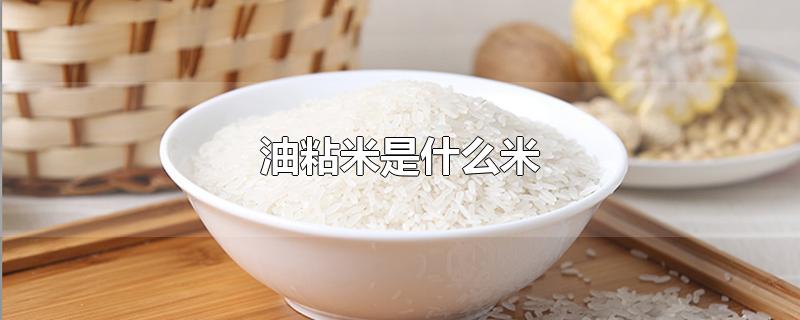 油粘米是什么米（油粘米是哪里的）