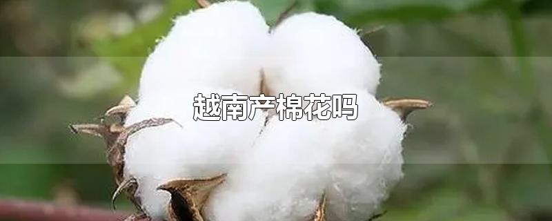 越南产棉花吗（有木棉花的地方是越南的吗）