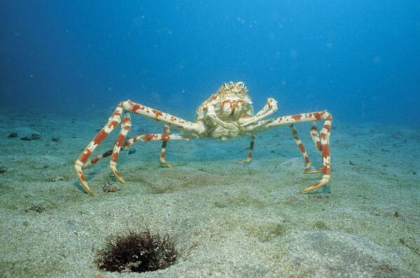 全球十大最怪异螃蟹物种 拳击蟹上榜，第六体长只有2厘米（世界上最大的螃蟹是什么东西）