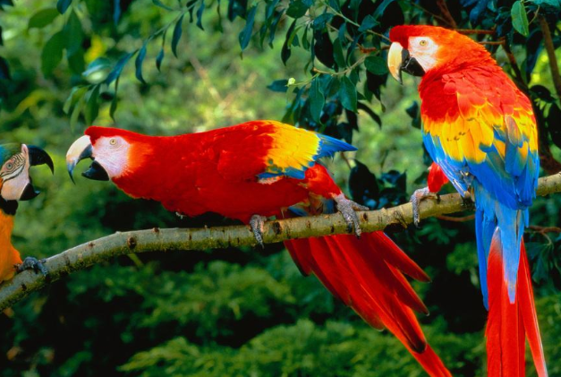 全球十大鹦鹉排行榜 红金刚鹦鹉最受欢迎，每一个颜值都超高（十大名贵鹦鹉）