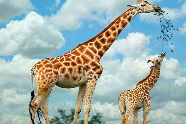 全球十大体型最高的动物排行榜：长颈鹿、非洲象上榜（长颈鹿是哪个大洲的动物）