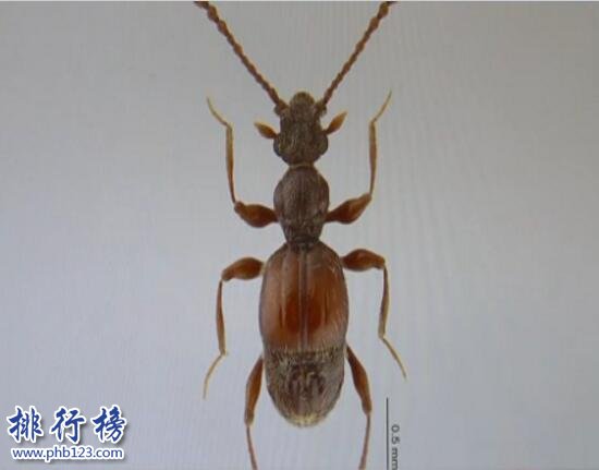全球昆虫新物种：双斑粗角步甲一员 可喷60℃高温化学物质