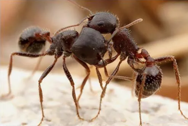 世界十大有毒蚂蚁 哪些蚂蚁是有毒的（世界上最毒的十大蚂蚁）