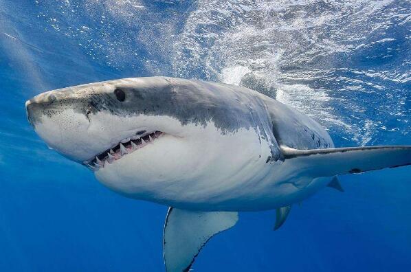 世界上十大恐怖的鲨鱼,恐怖的鲨鱼排行榜前十名