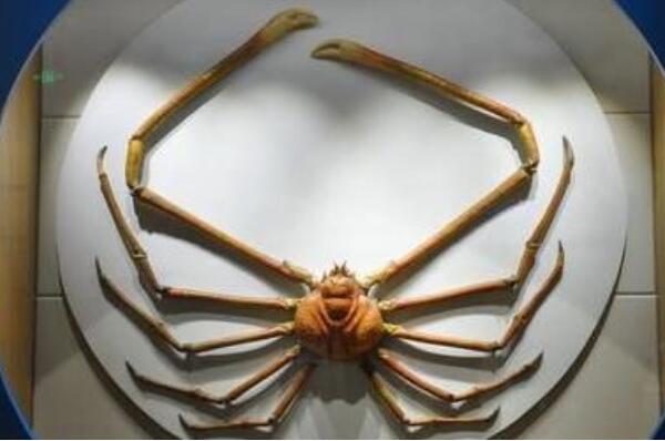 体型大的螃蟹排行榜前十名,世界体型大的十大螃蟹品种（世界上最大的螃蟹是哪种螃蟹）