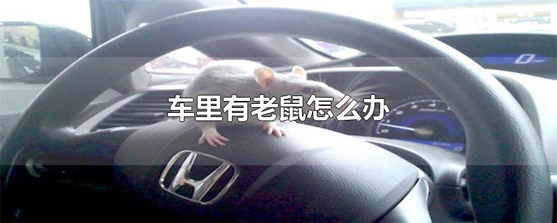 车里有老鼠怎么办（车上有老鼠怎么办）
