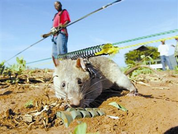世界上已知最大的鼠类 冈比亚鼠长达91厘米重超4公斤（世界上最大的鼠类是什么）