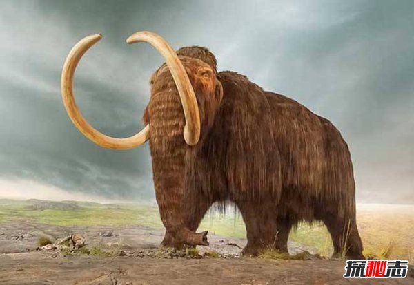 世界上最强大的五种古生物 猛犸象牙齿巨大酷似獠牙（十大最强古生物）