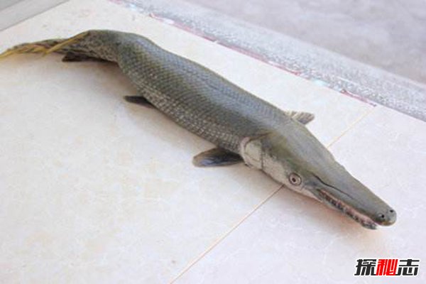 世界历史最悠久的五大生物 魔鬼鱼长相可怕起源于侏罗纪（世界上历史最久的生物）