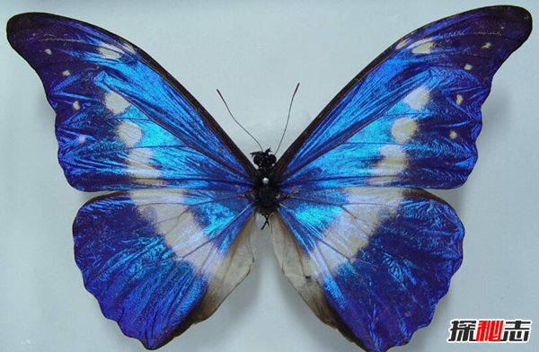 世界最美的蝴蝶 光明女神闪蝶（曾被拍卖36万人民币）（世界最美的蝴蝶兰图片）