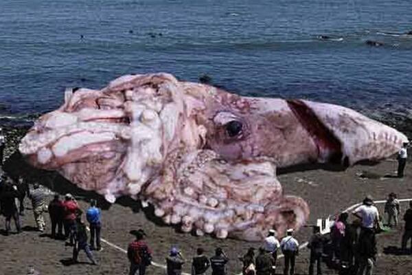 大王酸浆鱿:世界上最大的无脊椎动物(平均体长10米)