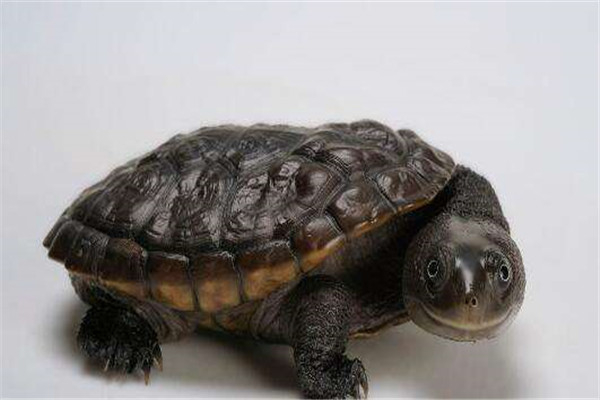 世界上最小的乌龟是什么 罗蒂岛蛇颈龟的生存环境如何（世界上最小的乌龟是什么乌龟）