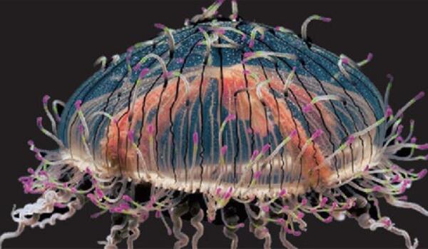 世界最奇怪的海洋生物，花帽水母（随食物大小调整身形）（海洋小百科 海洋生物水母）