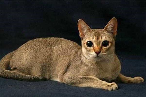 世界上体型最小的猫几千克 新加坡猫（1.8-3.6kg之间）（世界上最大的猫重多少千克）