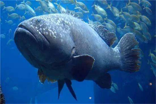 世界上最大的龙趸鱼 体重超过1500kg,汕头渔民捕捉（世界上最大的龙鱼有多大）
