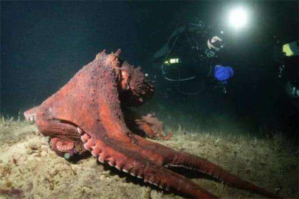 北太平洋巨型章鱼：世界上最大的章鱼（分布范围广）（北太平洋巨型章鱼是世界上最大的章鱼）