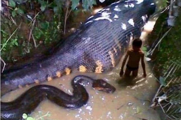 亚马逊森蚺:世界上最大的蚺蛇(粗细堪比成年男子身躯)