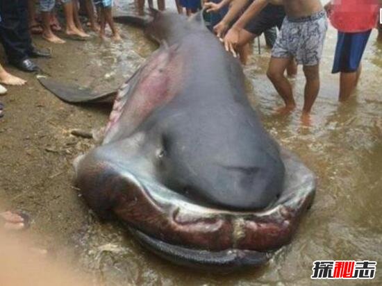 福建惊现深海大嘴怪鱼，竟是罕见巨口鲨鱼(全球不到50只)