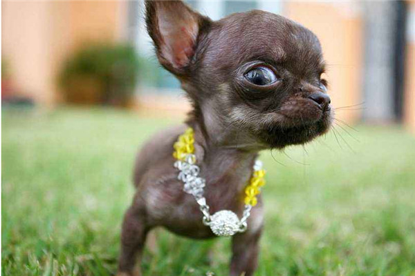 世界最小狗是什么 叫蜜莉的吉娃娃（体长9.65厘米）（世界最小狗是什么品种）