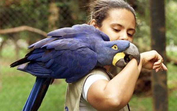 世界上体型最大的鹦鹉，金刚鹦鹉（从头到尾约1米长）（金刚鹦鹉的体态大小）