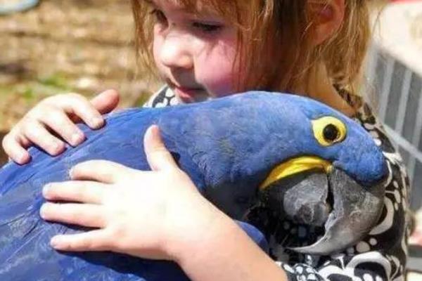 紫蓝金刚鹦鹉:世界上最大的鹦鹉(通体蓝色/体长1米)