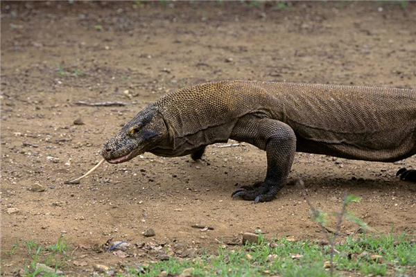世界上体型最大的蜥蜴是什么 科莫多巨蜥有哪些特征（世界上最大的蜥蜴是什么样的）