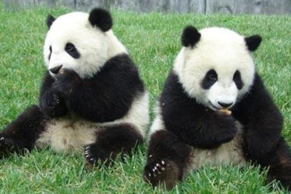 大熊猫:只有中国才有的熊类(仅凭可爱就征服全世界)