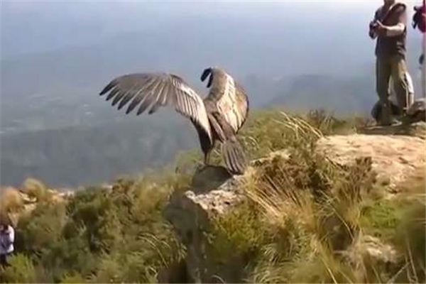 世界上最大的飞行动物 安第斯神鹰（相当凶猛特殊存在）（世界上最大的飞行动物是什么）