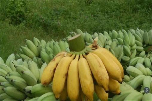世界上最小的香蕉是什么 小米蕉（口感绵密可口）（世界上最小的香蕉是什么蕉）