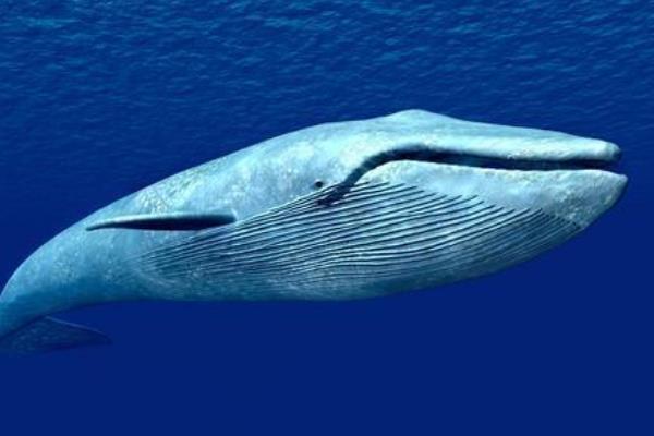 蓝鲸:世界上现存体型最大的动物(相当于非洲象的三十倍)