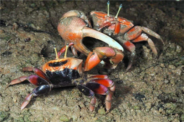 世界上最会变色的螃蟹是什么 招潮蟹（一天八种颜色）（世界上有会变色的螃蟹吗）