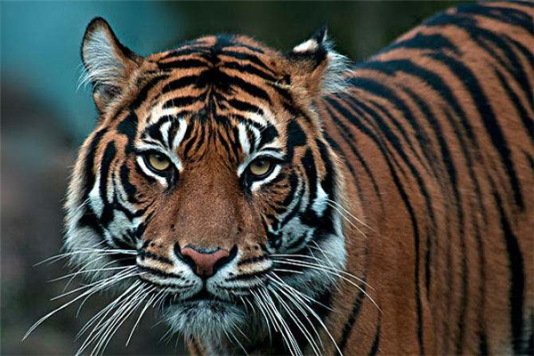 现存世界上最小的老虎 小的让人不敢想象的苏门答腊虎（世界上最小的老虎有多少）
