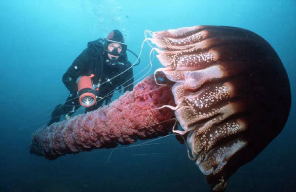 世界上身体最长的动物 北极霞水母伞帽直径超2米长度74米（世界上身体最长的动物是什么）