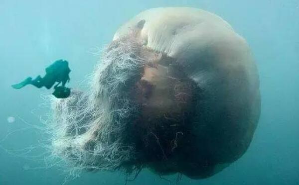 世界上最大的水母，北极霞水母（触手150根/长达40余米）（世界上最大的水母,触手长74米）