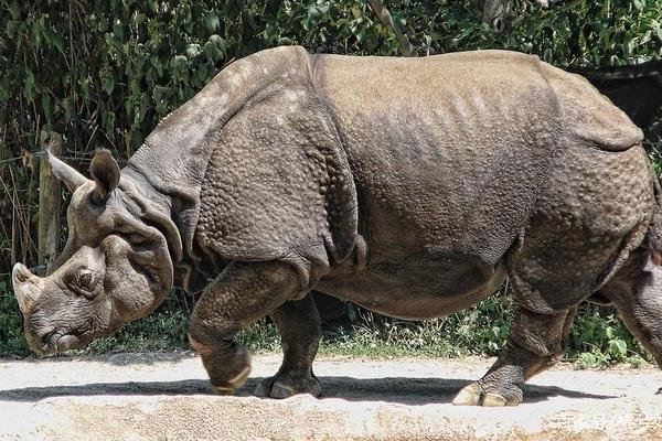 印度犀:世界上最大的独角犀牛(独角最多长60厘米)