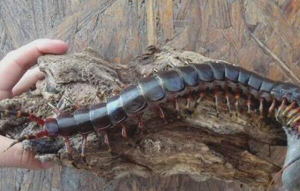 世界上最大的巨型蜈蚣，0.62米的加拉帕格斯巨人蜈蚣（加拉帕格斯巨人蜈蚣有多大）