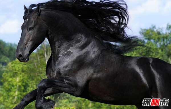 世界十大最受欢迎的马种,微型马寿命长达50年（寿命最长的马品种）