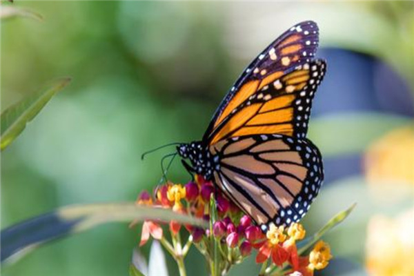 世界上最神秘的蝴蝶是什么 紫色帝王蝶（美丽的蝴蝶）（世界上最神奇的蝴蝶）
