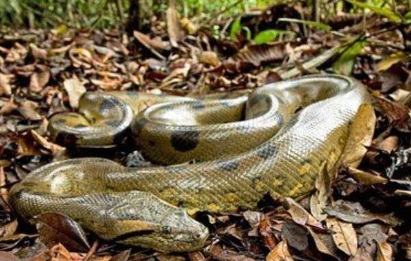世界上最大的蛇绿水蟒，体长达10米（可捕杀鳄鱼）（水蟒是世界上最大的蛇吗）