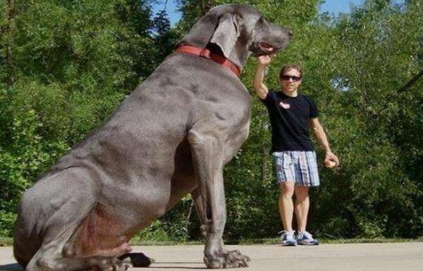 世界最高大的狗，大丹狗大乔治（站立高度高达2.2米）（世界上最大的狗大乔治的图片）