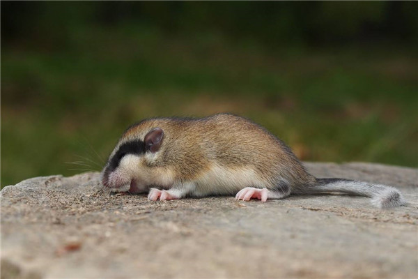 世界最能睡动物睡鼠 只有五年寿命四年都在睡觉（世界上有睡鼠吗）