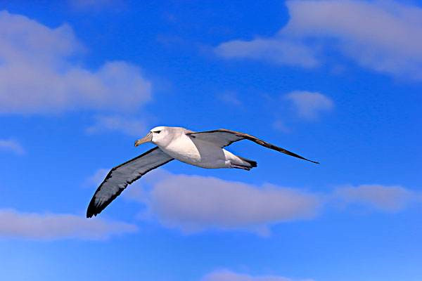 世界上飞行能力最强的鸟 信天翁（能长时间翱翔海洋上空）（飞行能力最强的鸟类）