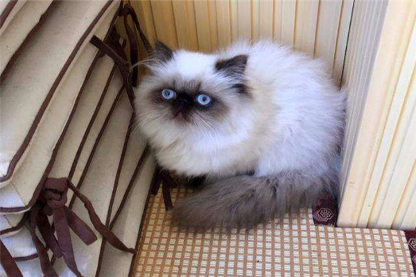 世界上体重最小的猫品种 喜马拉雅猫外形酷似波斯猫（世界上体型最小的猫品种）