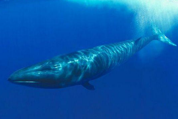 塞鲸:世界上游泳最快的鲸鱼(时速65公里/堪比海豚)