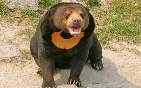 世界上体型最小的熊，马来熊（体长仅1.2米很可爱）（世界上最小的马来熊体重）