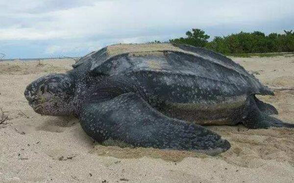 世界上最大的水龟，棱皮龟（体长2.5米重916公斤）（棱皮龟重量）
