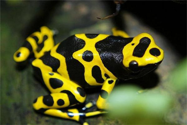 世界上最毒的青蛙是什么：黄金箭毒蛙（通身呈金色）（黄金箭毒蛙究竟有多毒）