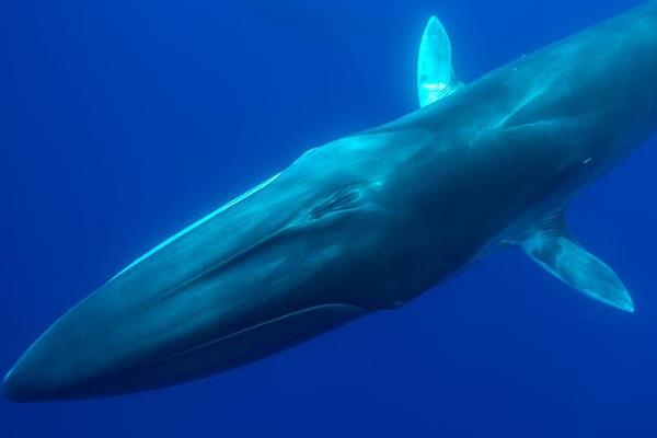 长须鲸:世界上体型第二大鲸类(最大可达25米)