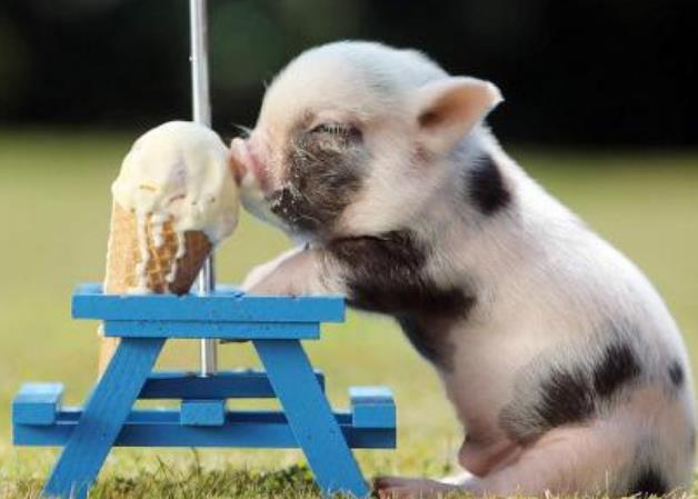 世界上最小的猪 微型猪体重不超过10斤（很可爱）（世界上最小的猪叫什么）