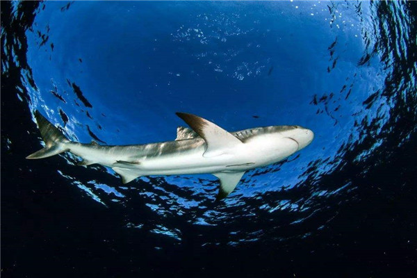 世界上最好斗的鲨鱼 牛鲨的战斗力为什么如此之强（世界最厉害的鲨鱼）